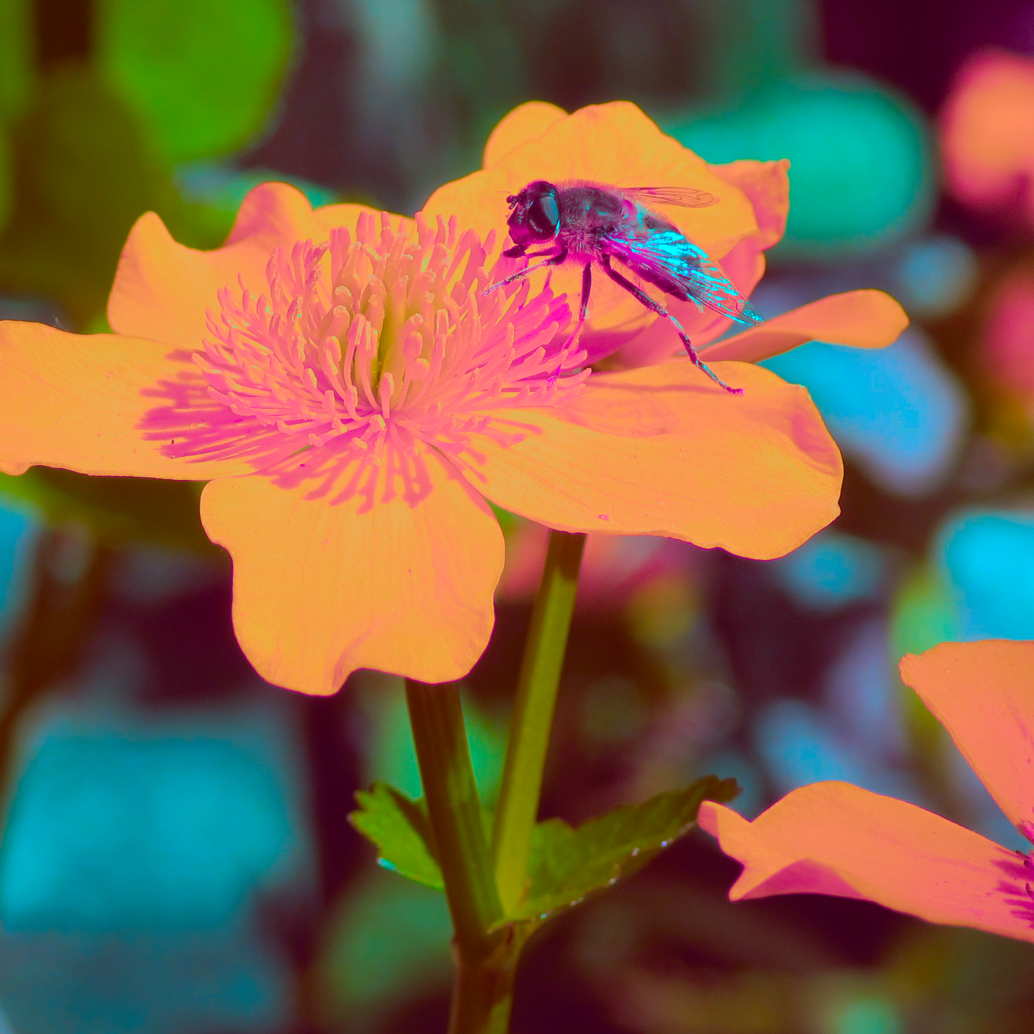 Bees