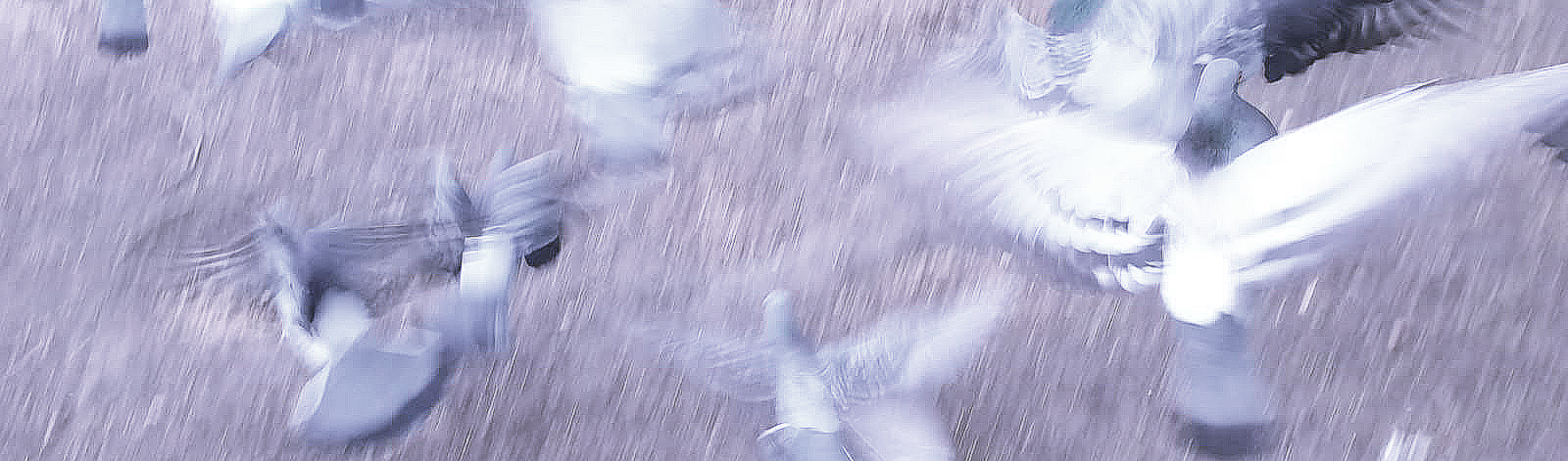 Pigeons